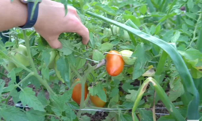 Cherry or determinate tomatoes