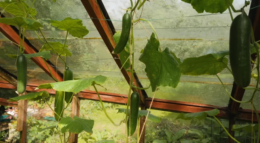 Cucumbers