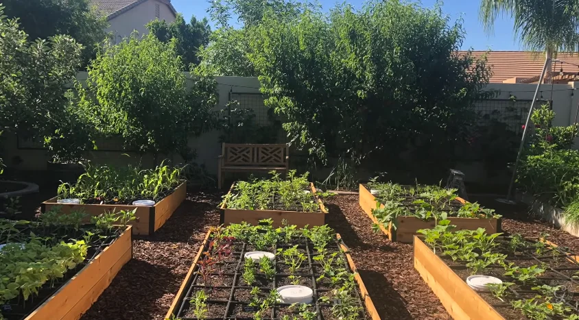 home vegetable grown garden