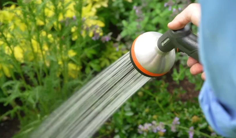 watering plants