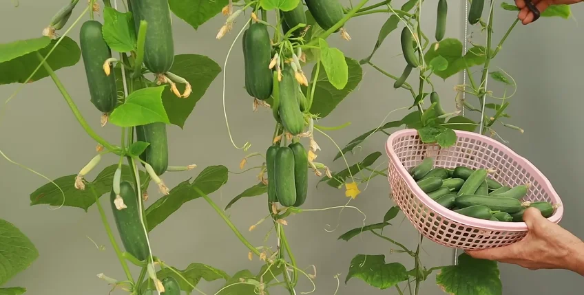 Cucumbers vertical 