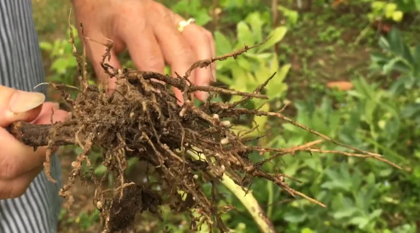 Pulled pea plant, roots up, nodules visible