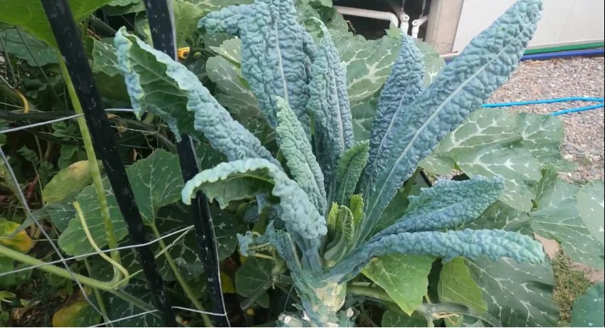 kale harvest winter frost