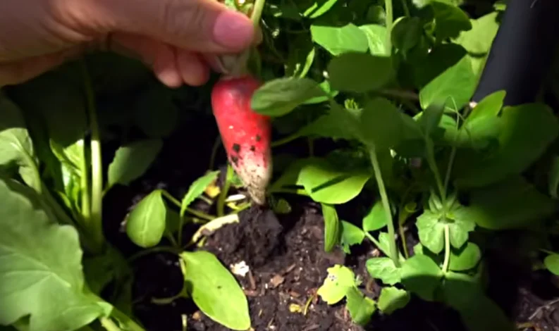 fresh radish harvest
