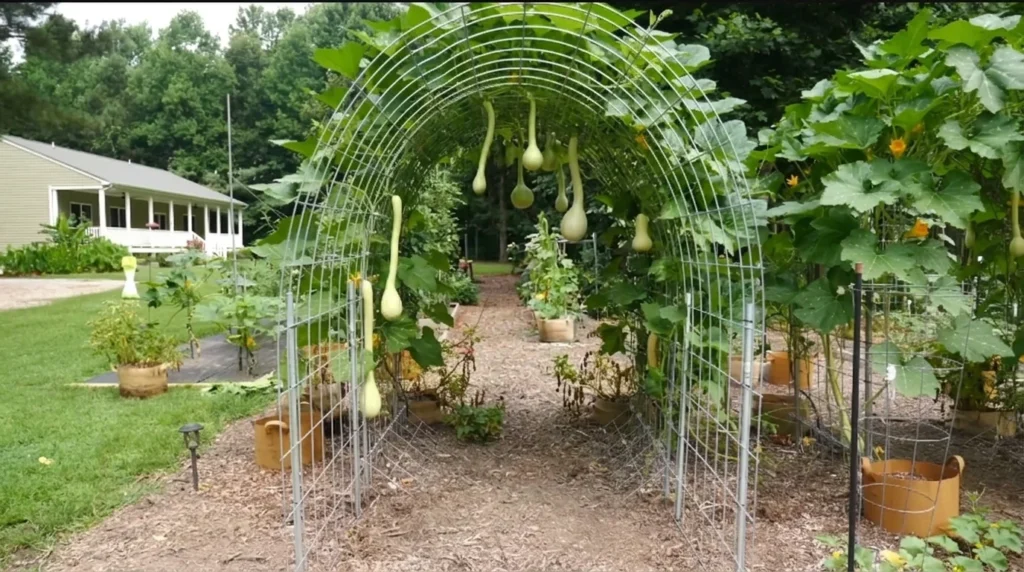 Arch Trellises over walkway