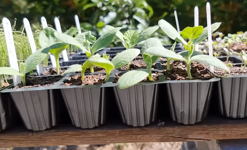 Seedlings hardening off