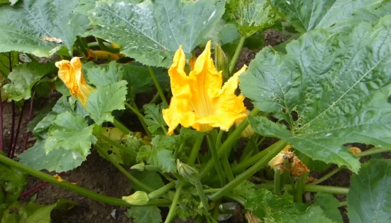 Zucchini