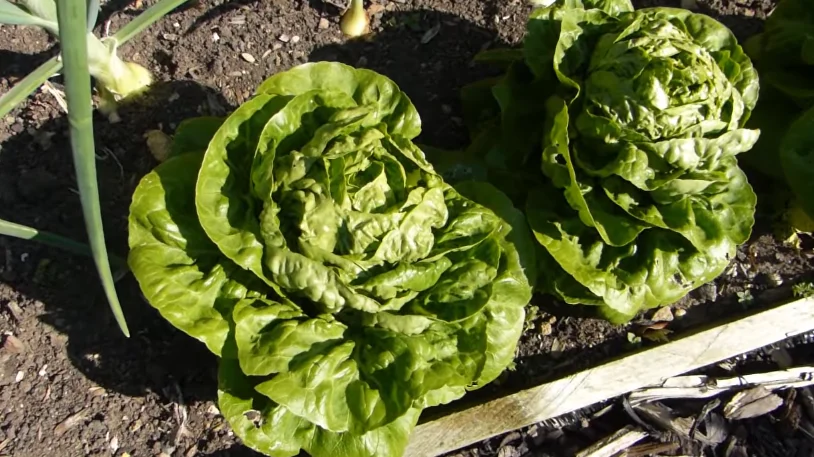 lettuce