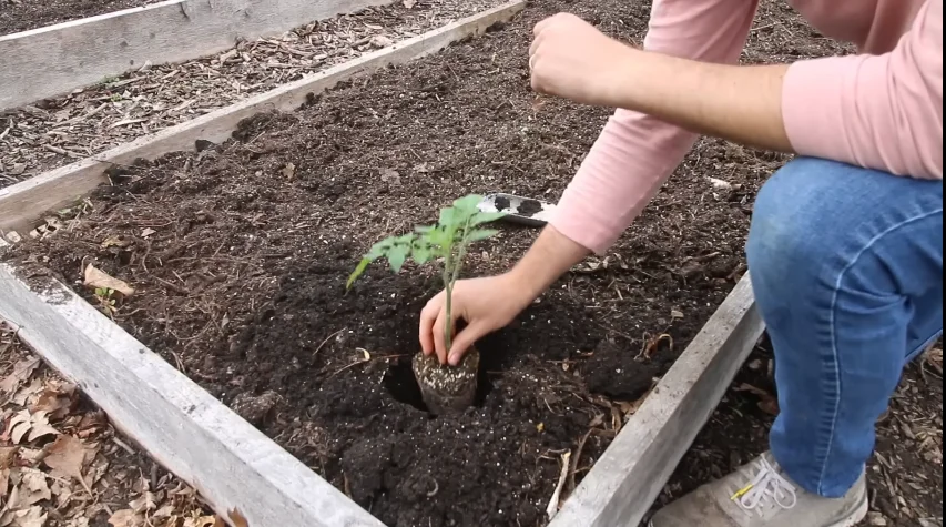 Deep Planting and Trench Planting