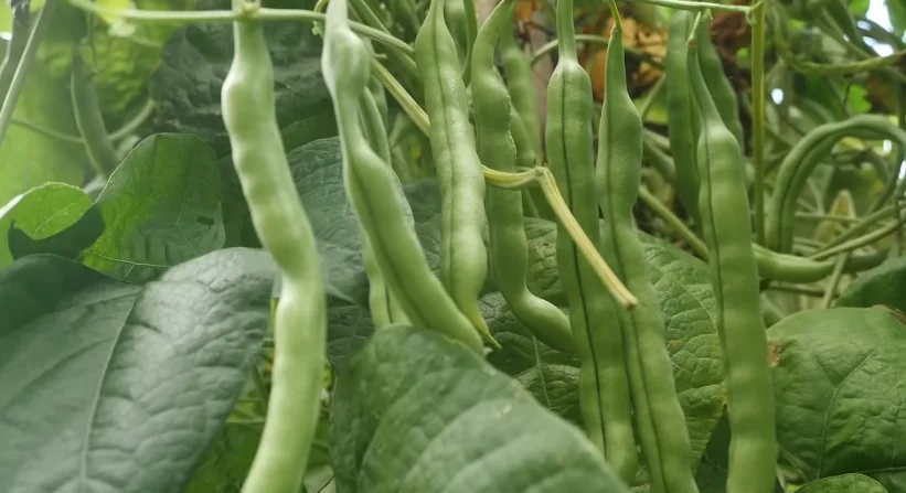 bush beans