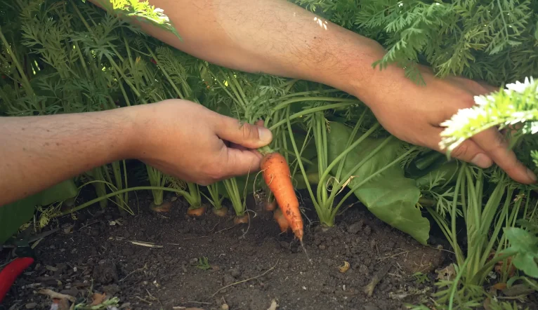carrots