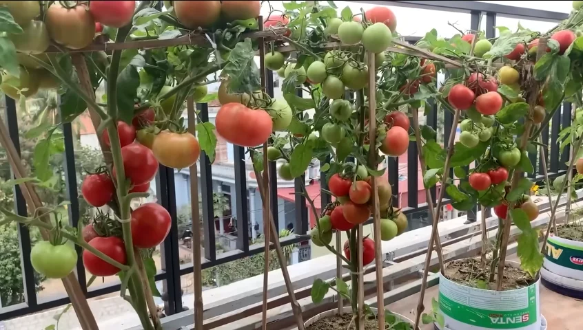 container tomato plant
