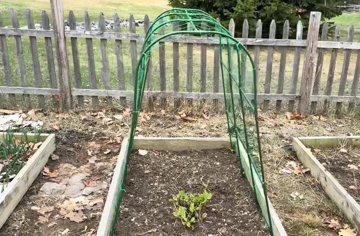 garden twine plant