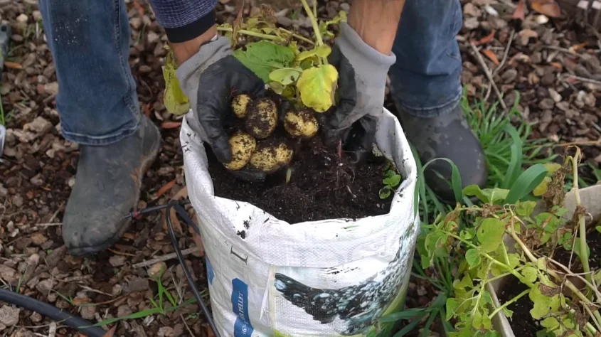 Potatoes growing in a container