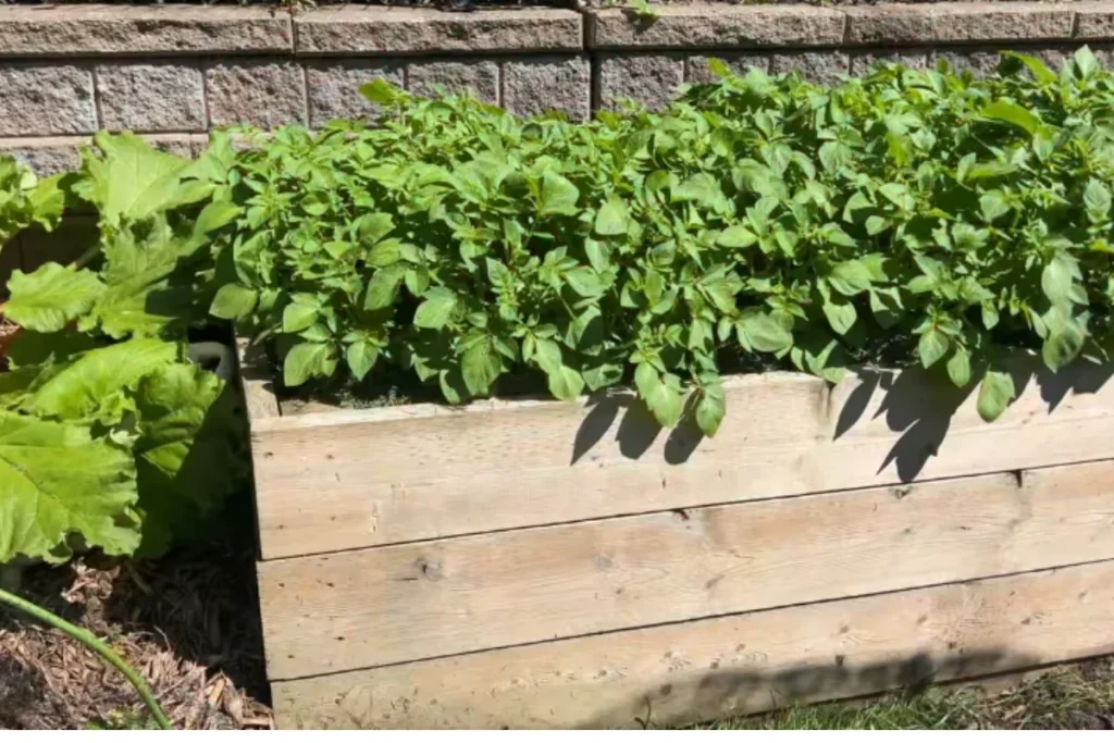 Raised beds