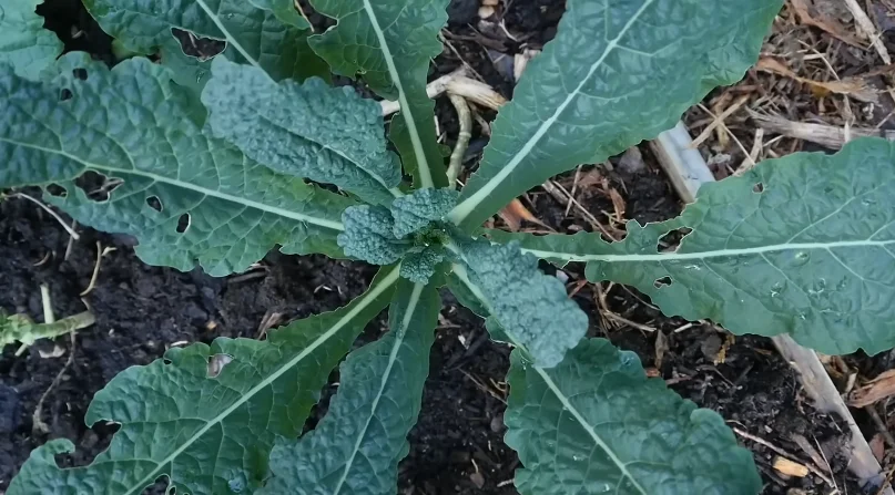 kale
