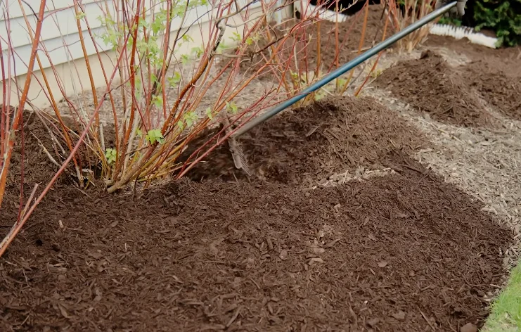 mulched bed