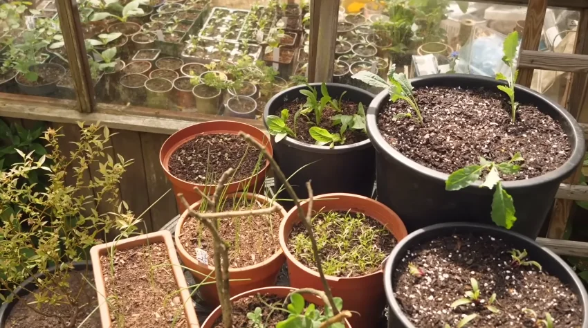 patio container garden