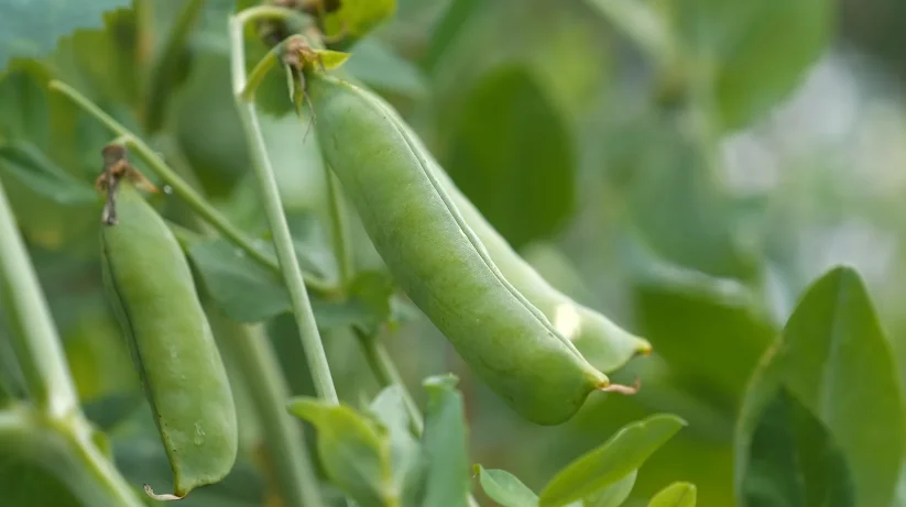 peas