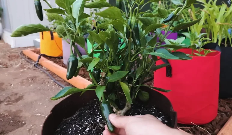pepper