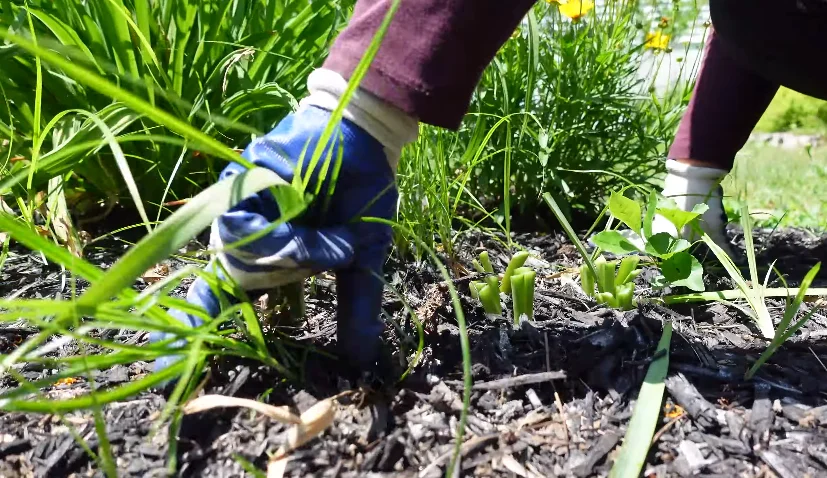 hand pulling