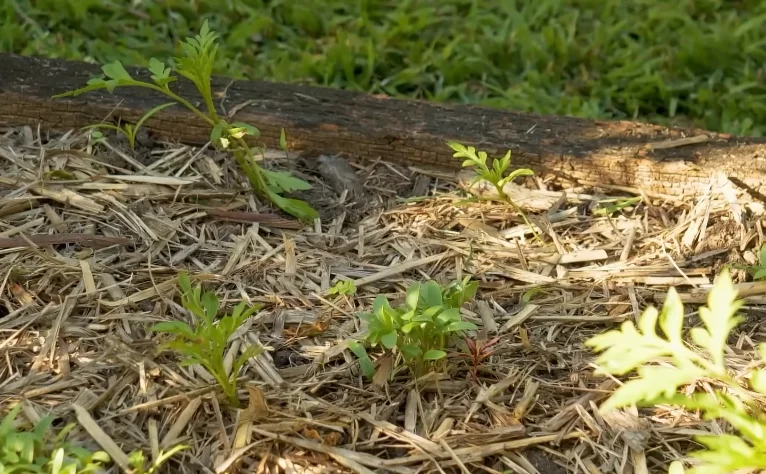 remove weeds