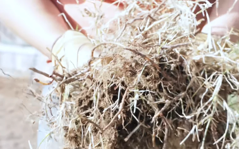 removed grass from garden