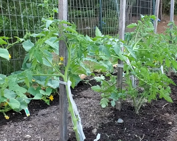 tomato cage staking