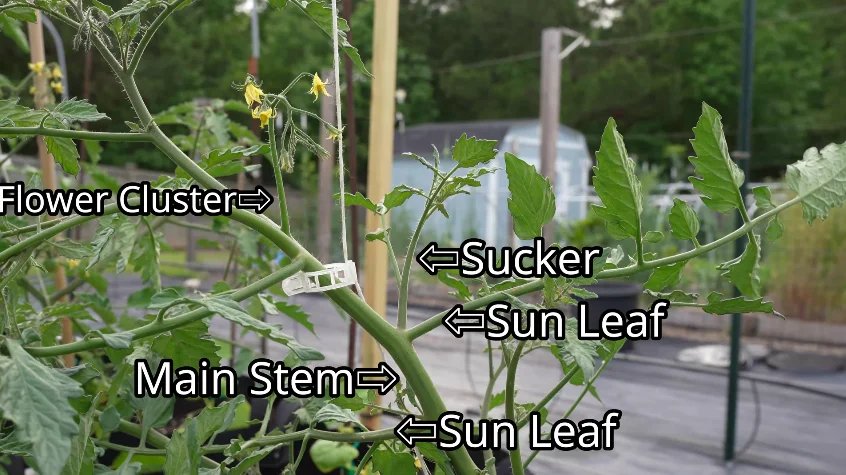 tomato sucker pruning